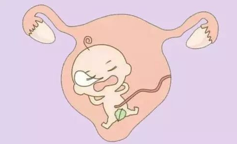 子宫内膜为胚胎提供营养和发育条件