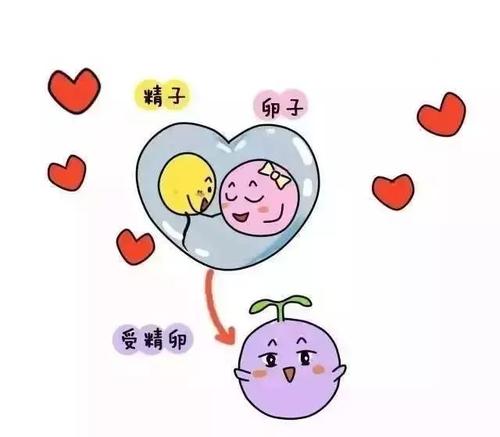 试管取卵前后的注意事项,不知道小伙伴看过来