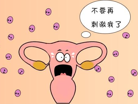由于取卵个数多,雌激素高,可能会有卵巢过度刺激风险