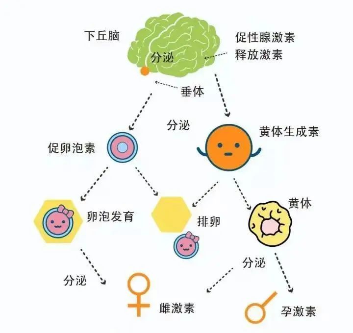 女性内分泌示意图