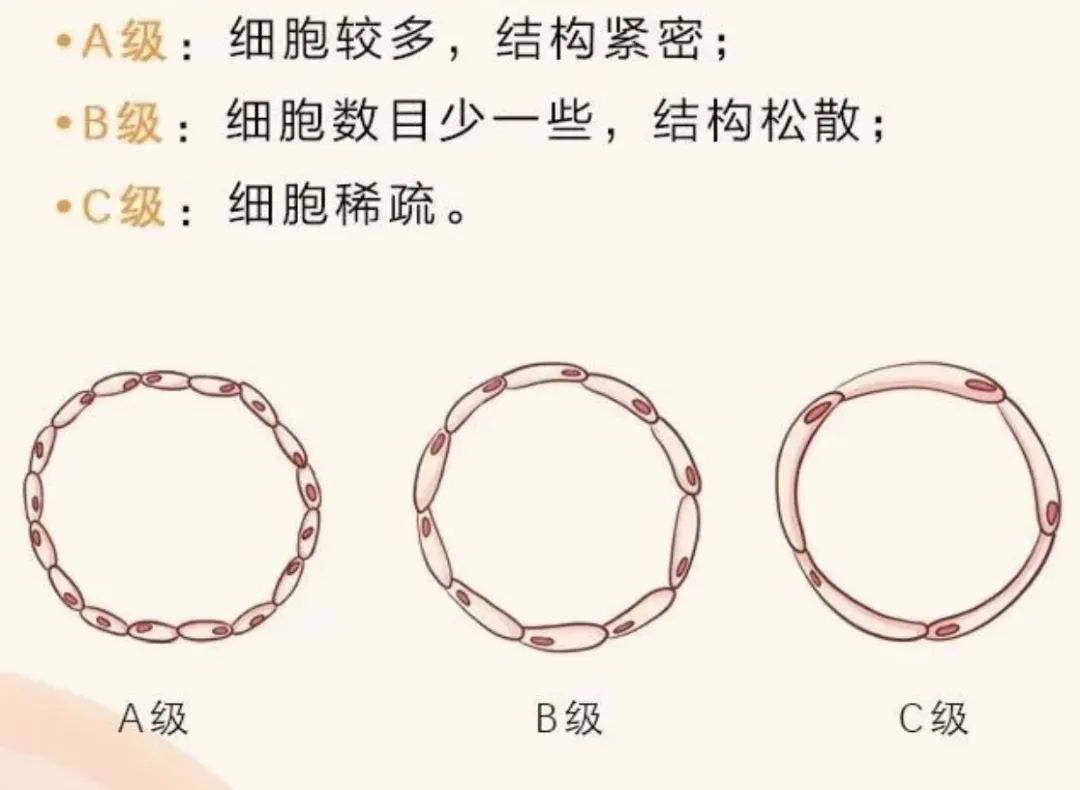 第3个字母代表滋养层细胞，也分为A、B、C个等级，未来会发育成为宝宝提供营养的胎盘~他们的质量评级为A＞B＞C