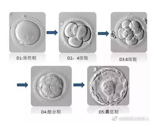 试管婴儿胚胎培育过程 试管婴儿胚胎培育过程