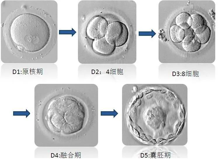 D3胚发育到D5胚,这中间有一个优胜劣汰的过程
