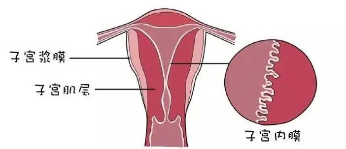内膜薄会有哪些表现