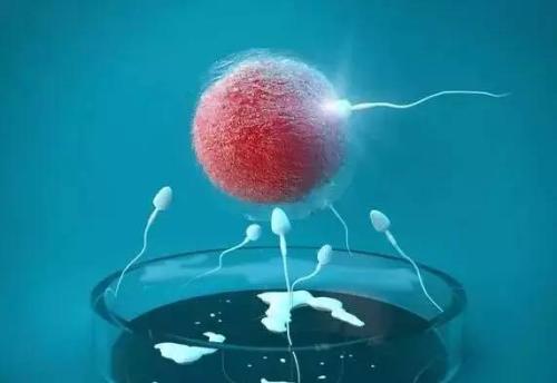 移植多少枚胚胎比较合适呢 更新时间：
